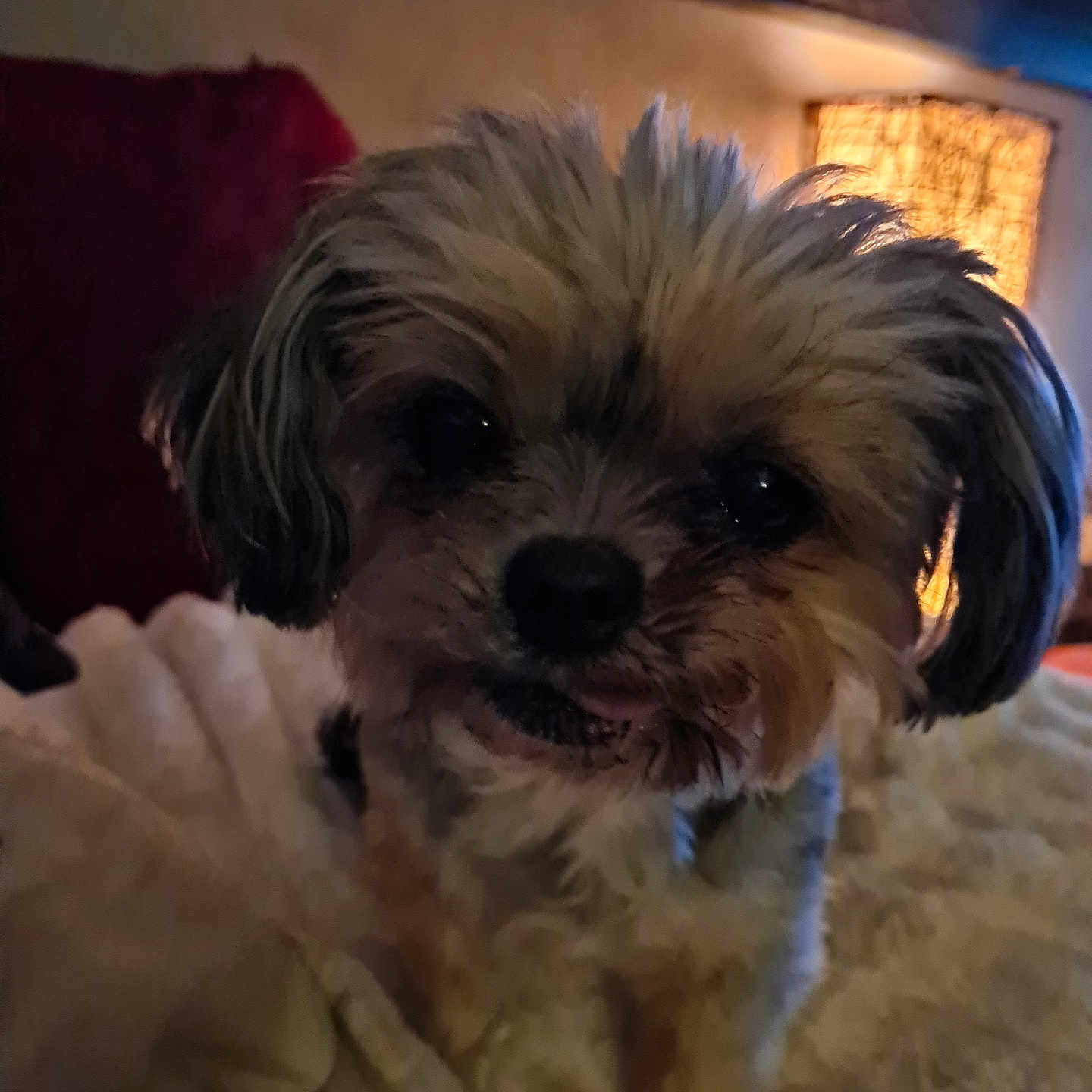 Caline a rejoint le concours — aidez-le/la à gagner de superbes lots ! animal, blanket, closeup, companion, cozy, cute, cute_pet, dim_light, dog, fluffy_fur, fur, home, indoor, lamp, pet, portrait, resting, small_dog, soft_texture, warm_light