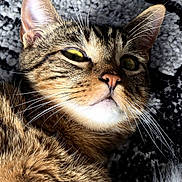 Taz is registered to the contest to win money with this photo: cat, tabby_cat, close_up, animal, pet, fur, whiskers, ears, eyes, nose, lying_down, indoor, rug, pattern, texture, feline, cute, relaxed, portrait, domestic_animal