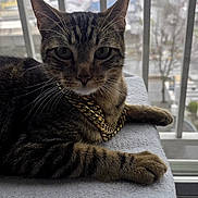Taz is registered to the contest to win money with this photo: animal, bars, cat, closeup, daylight, domestic, feline, fur, gold_chain, indoor, looking_at_camera, pet, portrait, relaxed, soft_texture, tabby, towel, urban_background, whiskers, window