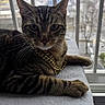 animal, bars, cat, closeup, daylight, domestic, feline, fur, gold_chain, indoor, looking_at_camera, pet, portrait, relaxed, soft_texture, tabby, towel, urban_background, whiskers, window