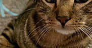 Taz is registered to the contest to win money with this photo: animal, carpet, cat, close_up, curious, cute, domestic_cat, ears, eyes, face, feline, fur, indoor, muzzle, paw, pet, resting, tabby, whiskers, young_cat