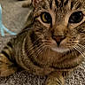 Taz is registered to the contest to win money with this photo: cat, tabby, pet, animal, close_up, carpet, whiskers, paw, fur, indoor, cute, face, ears, eyes, muzzle, domestic_cat, feline, young_cat, resting, curious