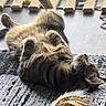 Taz is registered to the contest to win money with this photo: cat, tabby_cat, indoor, rug, toys, feather_toy, window, natural_light, relaxed, belly_up, floor, playful, pet, domestic_cat, striped_fur, cozy, resting, home, sunlight, animal