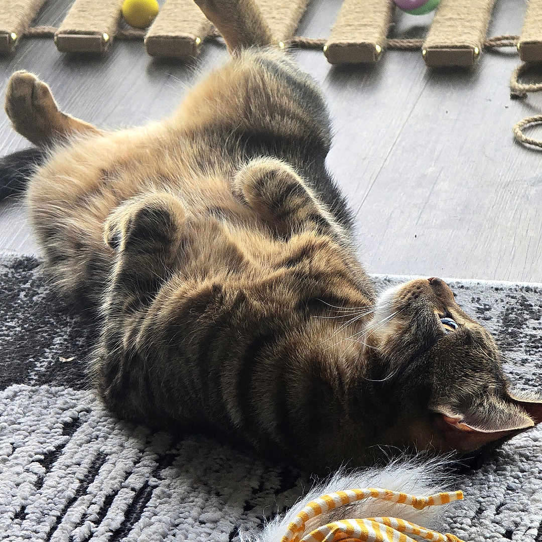 Taz is registered to the contest to win money with this photo: cat, tabby_cat, indoor, rug, toys, feather_toy, window, natural_light, relaxed, belly_up, floor, playful, pet, domestic_cat, striped_fur, cozy, resting, home, sunlight, animal