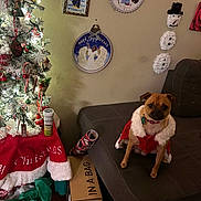 Sage is registered to the contest to win money with this photo: cardboard_box, christmas_tree, collar, couch, dog, festive, furniture, gift_box, holiday_decor, lights, living_room, ornaments, pet, present, santa_costume, snowman_decoration, sofa, tree_skirt, wall_art, wrapping_paper