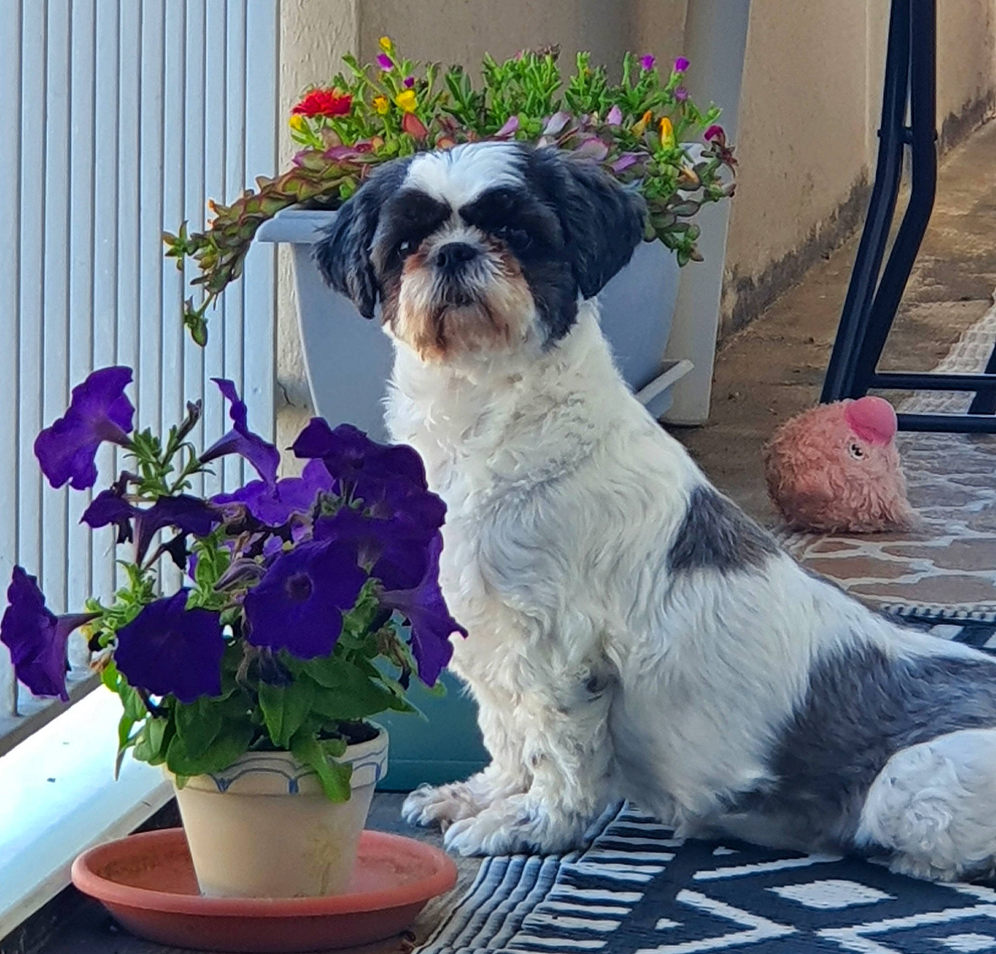 Naya participe au concours pour gagner de l'argent avec cette photo : annual_plant, canidae, carnivore, companion_dog, dog, dog_breed, dog_collar, fawn, flower, flowerpot, houseplant, liver, plant, small_terrier, snout, sporting_group, terrier, toy_dog, water_dog, working_animal