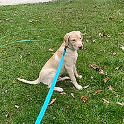 Milo is registered to the contest to win money with this photo: dog, puppy, labrador_retriever, leash, grass, lawn, suburban, house, car, street, sidewalk, tree, outdoor, pet, animal, residential_area, daytime, fence, nature, walk