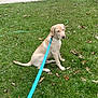 dog, puppy, labrador_retriever, leash, grass, lawn, suburban, house, car, street, sidewalk, tree, outdoor, pet, animal, residential_area, daytime, fence, nature, walk