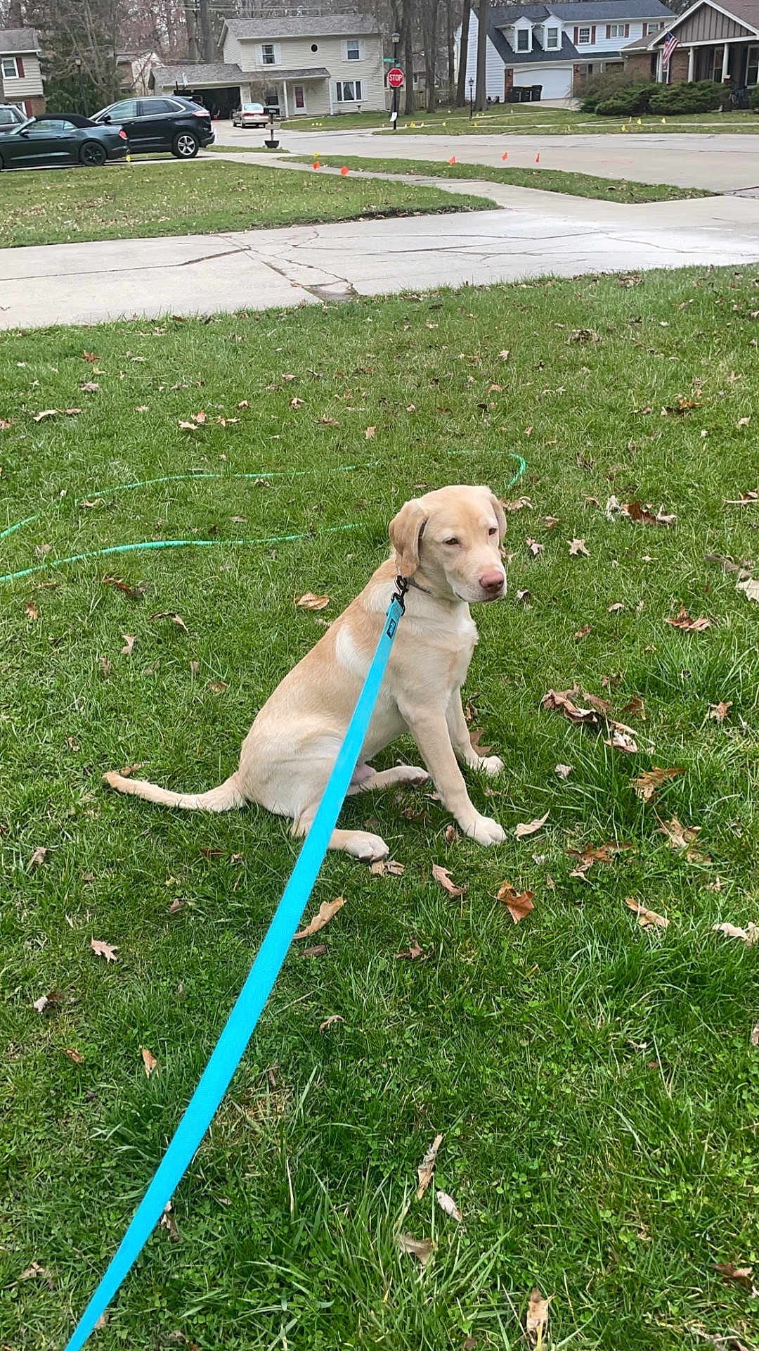 Milo