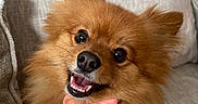 Honey joined the competition — help win amazing prizes! dog, pomeranian, bow_tie, smiling, fluffy, pet, cute, indoor, couch, fur, happy, portrait, animal, canine, small_dog, domestic_animal, face, ears, nose, teeth