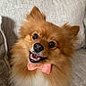 dog, pomeranian, bow_tie, smiling, fluffy, pet, cute, indoor, couch, fur, happy, portrait, animal, canine, small_dog, domestic_animal, face, ears, nose, teeth