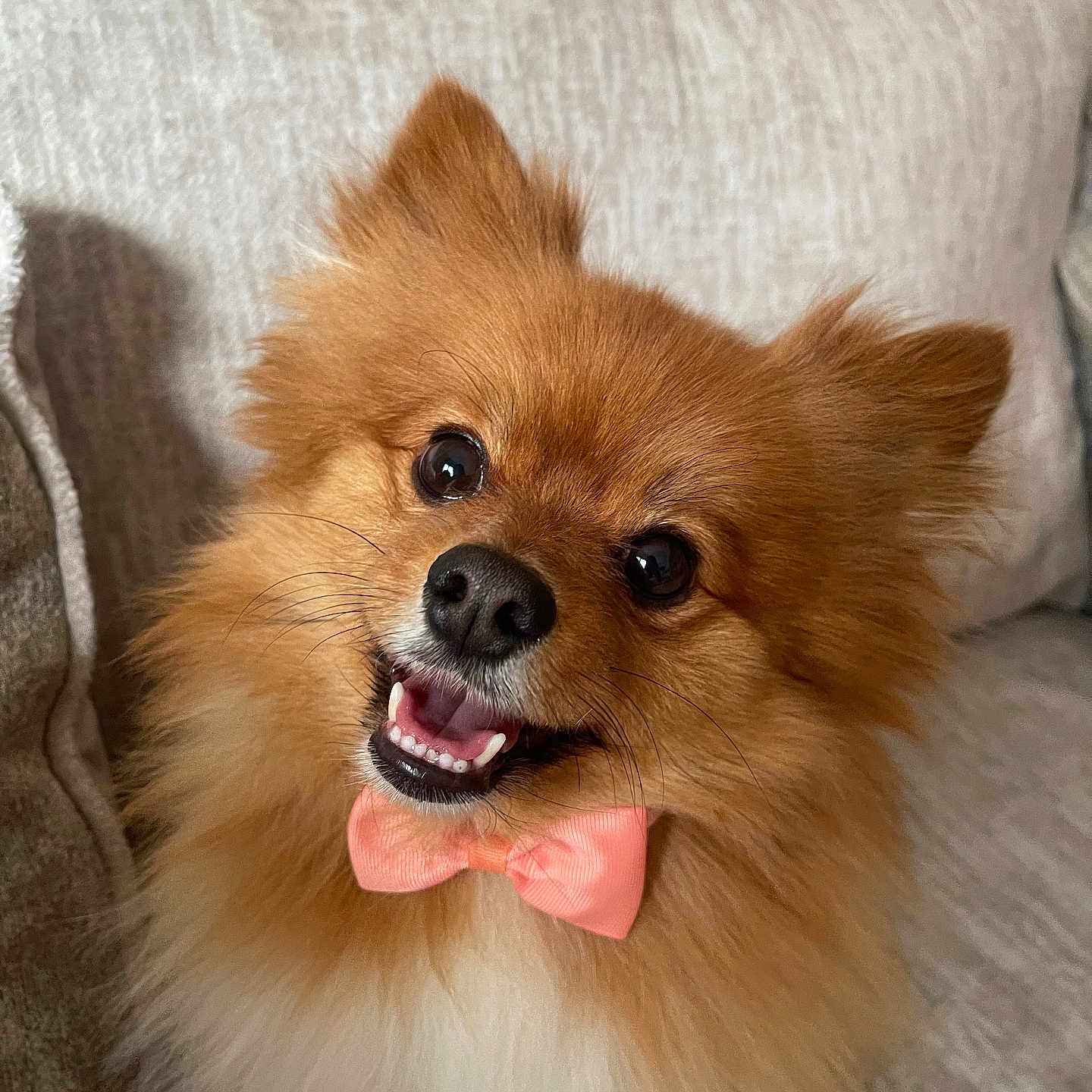 Honey joined the competition — help win amazing prizes! dog, pomeranian, bow_tie, smiling, fluffy, pet, cute, indoor, couch, fur, happy, portrait, animal, canine, small_dog, domestic_animal, face, ears, nose, teeth