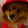 Honey is registered to the contest to win money with this photo: dog, pomeranian, hoodie, red_clothing, pet, animal, cute, fluffy, indoors, portrait, fur, face, canine, pet_clothing, small_dog, adorable, cozy, expression, sitting, domestic_animal