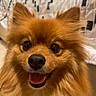 Honey joined the competition — help win amazing prizes! dog, pomeranian, pet, close_up, fluffy, happy, smiling, tongue_out, indoor, quilt, brown_fur, cute, animal, face, ears, nostrils, fur, friendly, domestic_animal, companion