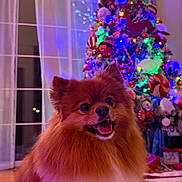 Honey is registered to the contest to win money with this photo: dog, pomeranian, pet, christmas_tree, holiday, indoor, decorations, lights, festive, smiling, fur, cute, animal, cozy, home, carpet, curtains, window, celebration, winter