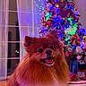 dog, pomeranian, pet, christmas_tree, holiday, indoor, decorations, lights, festive, smiling, fur, cute, animal, cozy, home, carpet, curtains, window, celebration, winter
