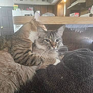 Rue is registered to the contest to win money with this photo: cat, cats, feline, pet, animal, tabby, long_hair, fur, whiskers, ears, blue_eyes, cuddling, sleeping, sitting, couch, sofa, home, kitchen, indoor, cozy
