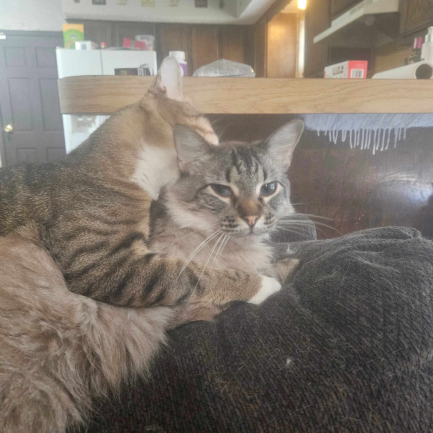 Rue is registered to the contest to win money with this photo: cat, cats, feline, pet, animal, tabby, long_hair, fur, whiskers, ears, blue_eyes, cuddling, sleeping, sitting, couch, sofa, home, kitchen, indoor, cozy