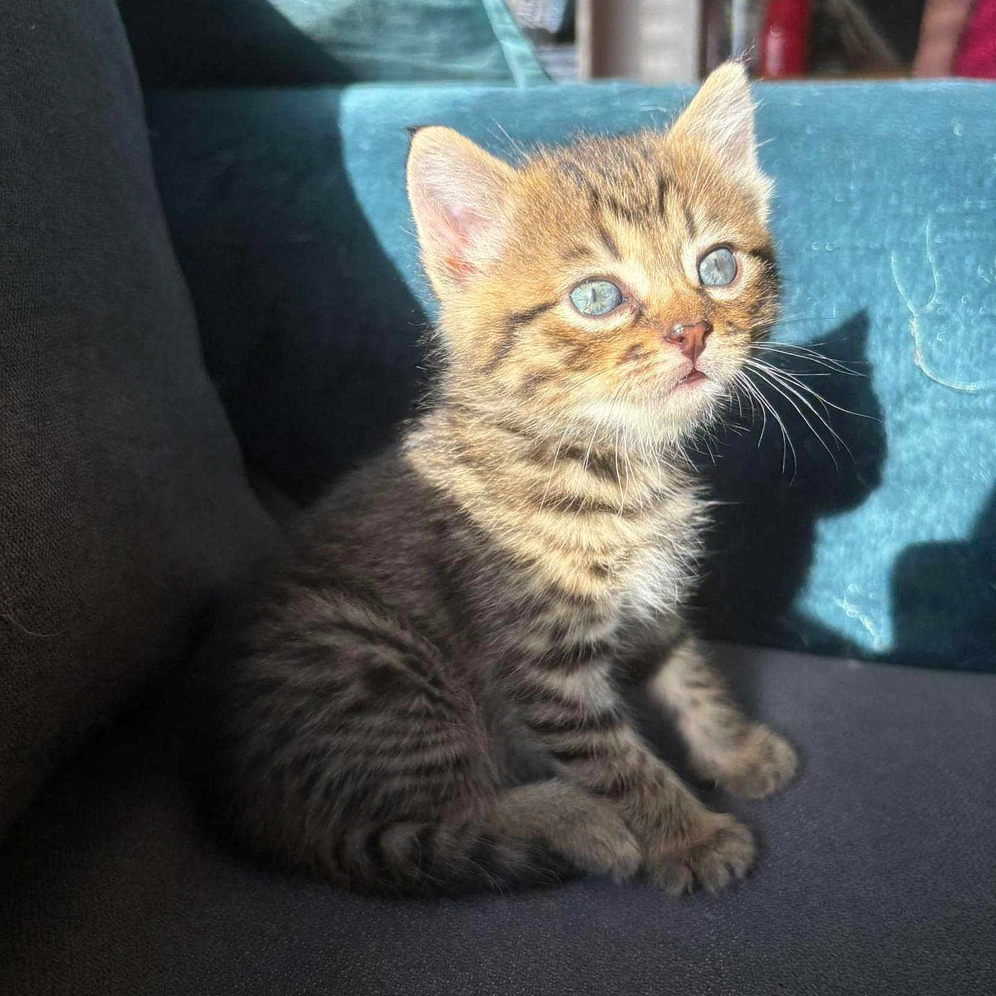 Aslan a rejoint le concours — aidez-le/la à gagner de superbes lots ! animal, blue_eyes, cat, couch, cozy, curious, cute, domestic, feline, fur, indoor, kitten, pet, shadow, sitting, small, sunlight, tabby, whiskers, young