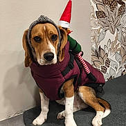Vadim a rejoint le concours — aidez-le/la à gagner de superbes lots ! beagle, black, brown, coat, costume, curtain, cute, dog, elf_doll, floor, headband, holiday, indoor, mat, pattern, pet, red, sitting, wall, white