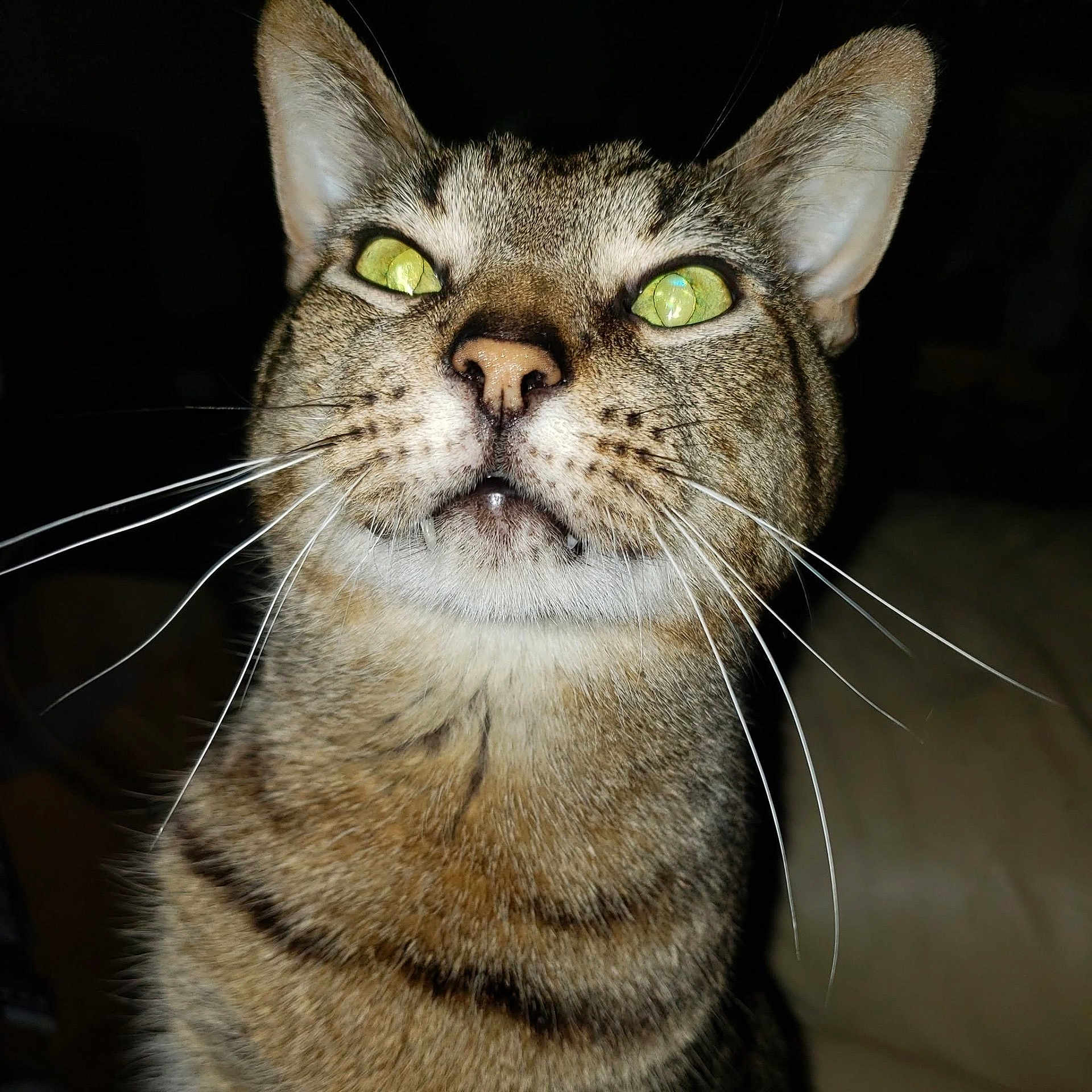 Bartholomew joined the competition — help win amazing prizes! animal, cat, close_up, cute, domestic_cat, ears, face, fangs, feline, fur, green_eyes, indoor, muzzle, night, nostrils, pet, portrait, reflection, tabby_cat, whiskers