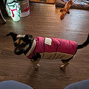Bentley is registered to the contest to win money with this photo: dog, pet, jacket, blur, wooden_floor, indoor, decor, holiday, christmas, snowman, rug, blanket, stuffed_toy, fox_toy, cozy, motion, animal, flooring, warm, festive