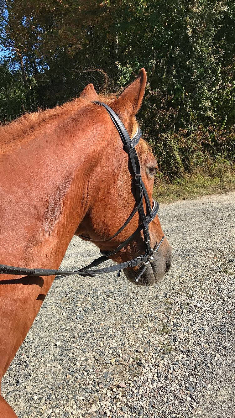 Foster participe au concours pour gagner de l'argent avec cette photo : bit, bridle, halter, horse, horse_harness, horse_supplies, horse_tack, liver, mammal, mane, mare, mustang_horse, pack_animal, recreation, rein, snout, sorrel, stallion