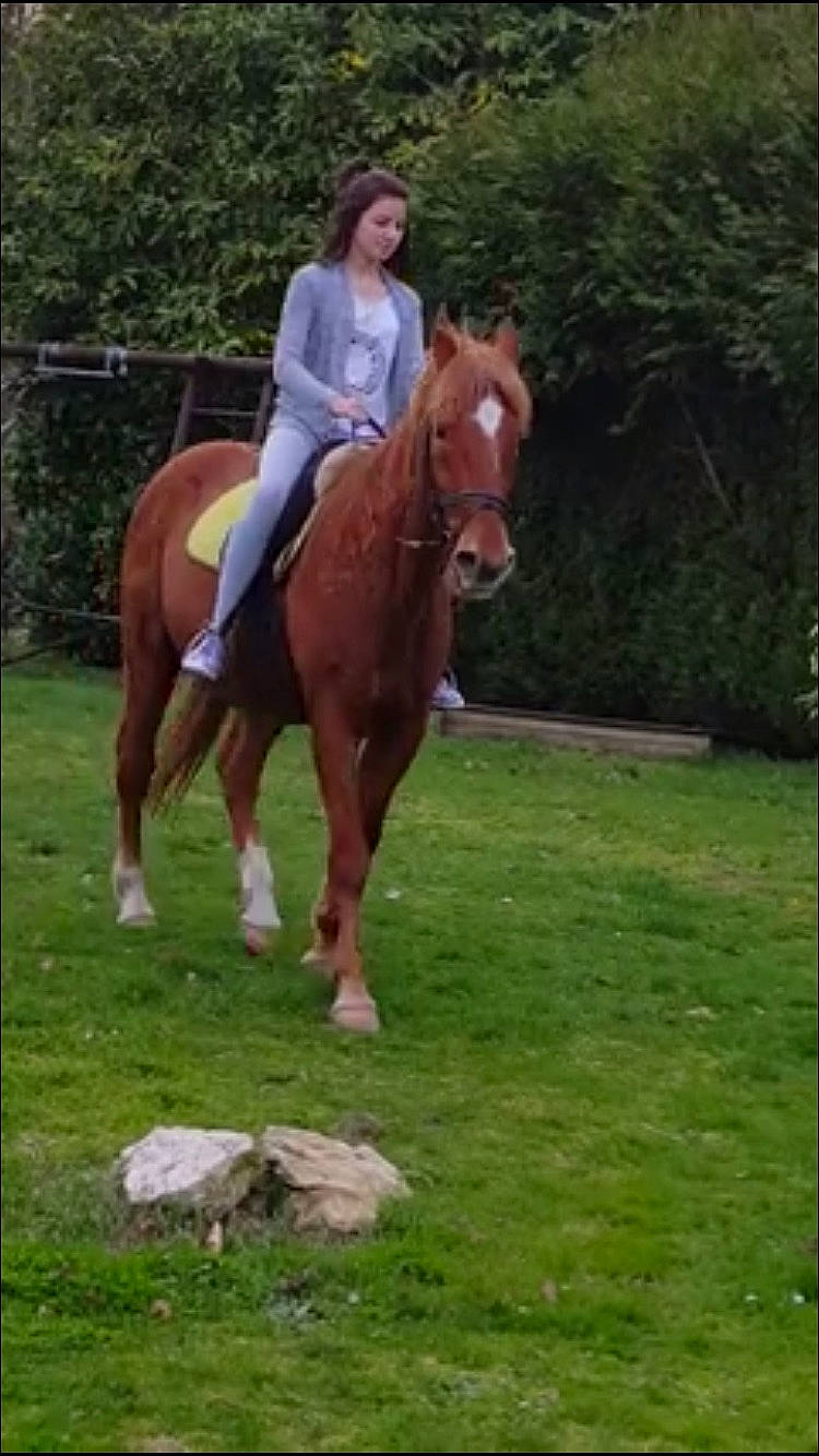 Foster participe au concours pour gagner de l'argent avec cette photo : animal_sports, bridle, equestrian_sport, equestrianism, halter, horse, horse_supplies, horse_tack, mammal, mane, mare, mustang_horse, recreation, rein, riding_instructor, saddle, sorrel, stallion, trail_riding, vertebrate