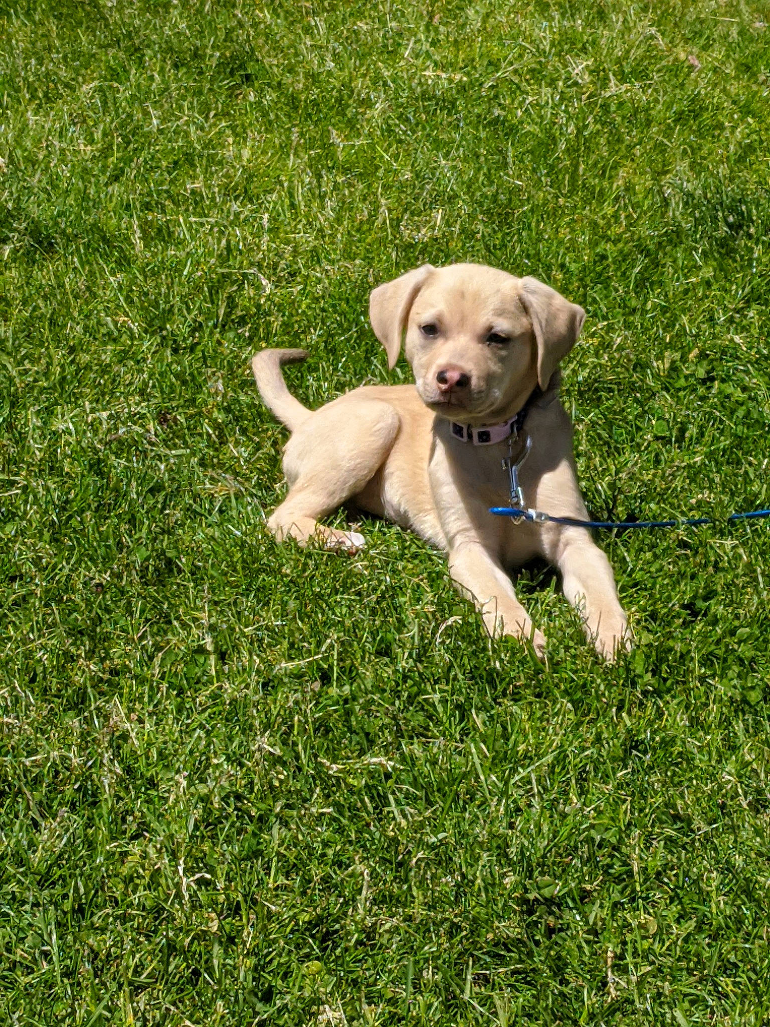 Halsey joined the competition — help win amazing prizes! canidae, carnivore, collar, companion_dog, dog, dog_breed, dog_collar, dog_supply, fawn, grass, gun_dog, hunting_dog, lawn, leash, pet_supply, puppy, retriever, sporting_group, tail, working_animal