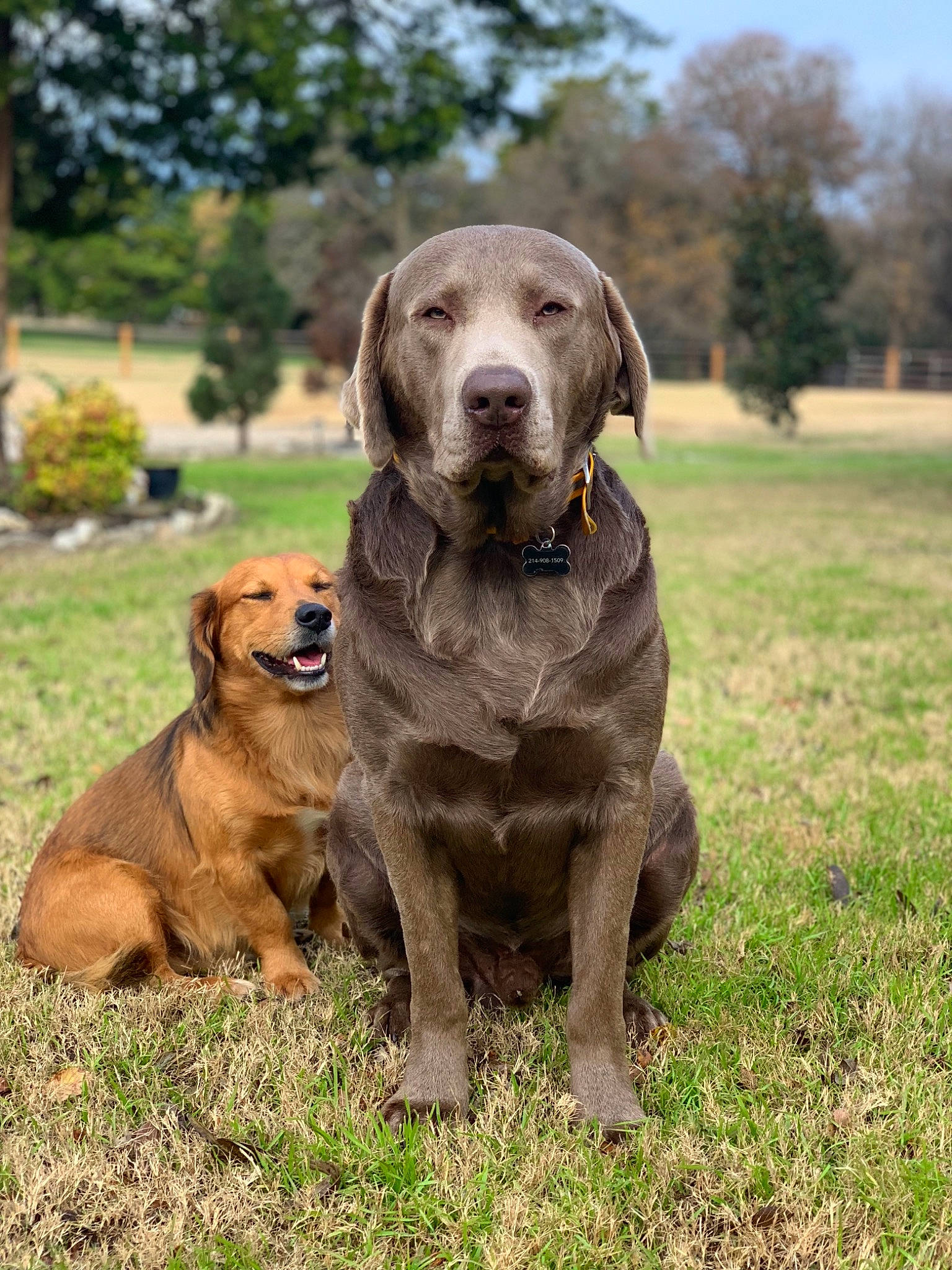 Rio is registered to the contest to win money with this photo: ancient_dog_breeds, canidae, carnivore, companion_dog, dog, dog_breed, grass, guard_dog, gun_dog, hunting_dog, liver, molosser, plant, sky, sporting_group, tail, terrestrial_animal, tree, working_animal, working_dog