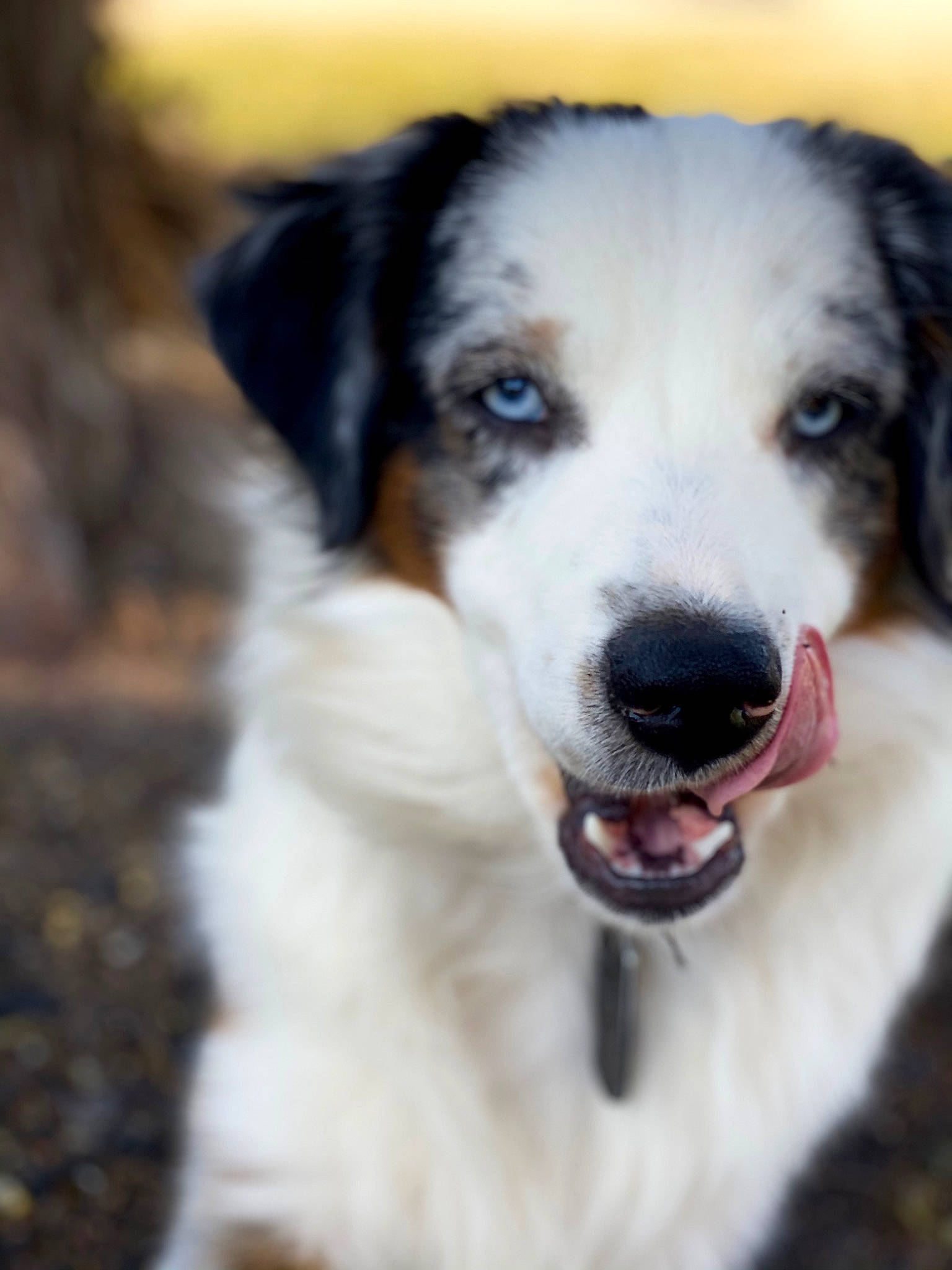 Cruze joined the competition — help win amazing prizes! canidae, carnivore, collar, companion_dog, dog, dog_breed, dog_collar, fur, plant, snout, sporting_group, terrestrial_animal, tree, whiskers, working_animal, working_dog