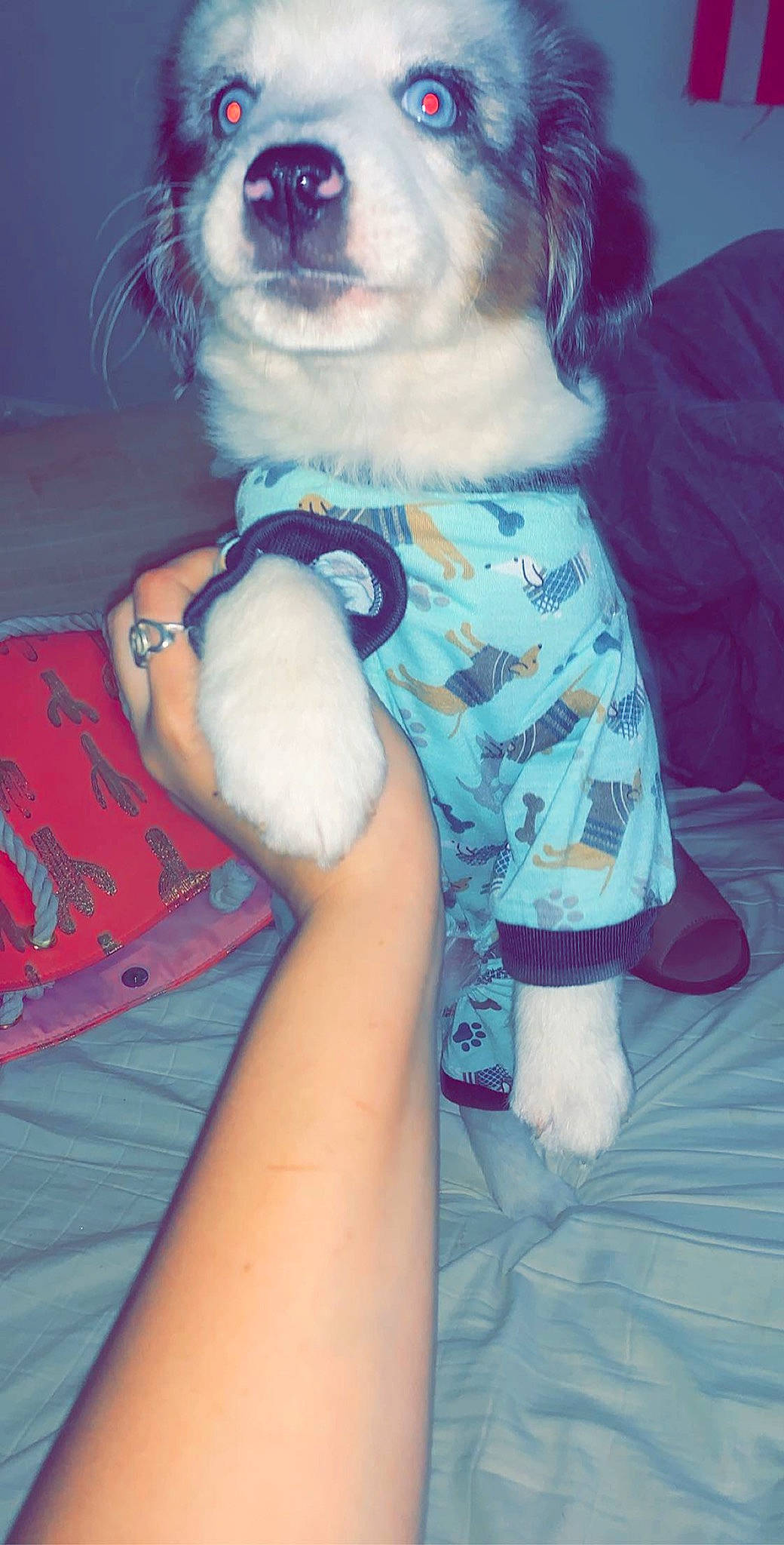 Cruze is registered to the contest to win money with this photo: arm, beard, carnivore, chest, companion_dog, cool, dog, dog_breed, dog_clothes, dog_supply, elbow, eyewear, fawn, gesture, organ, t_shirt, textile, thigh, toy_dog, trunk