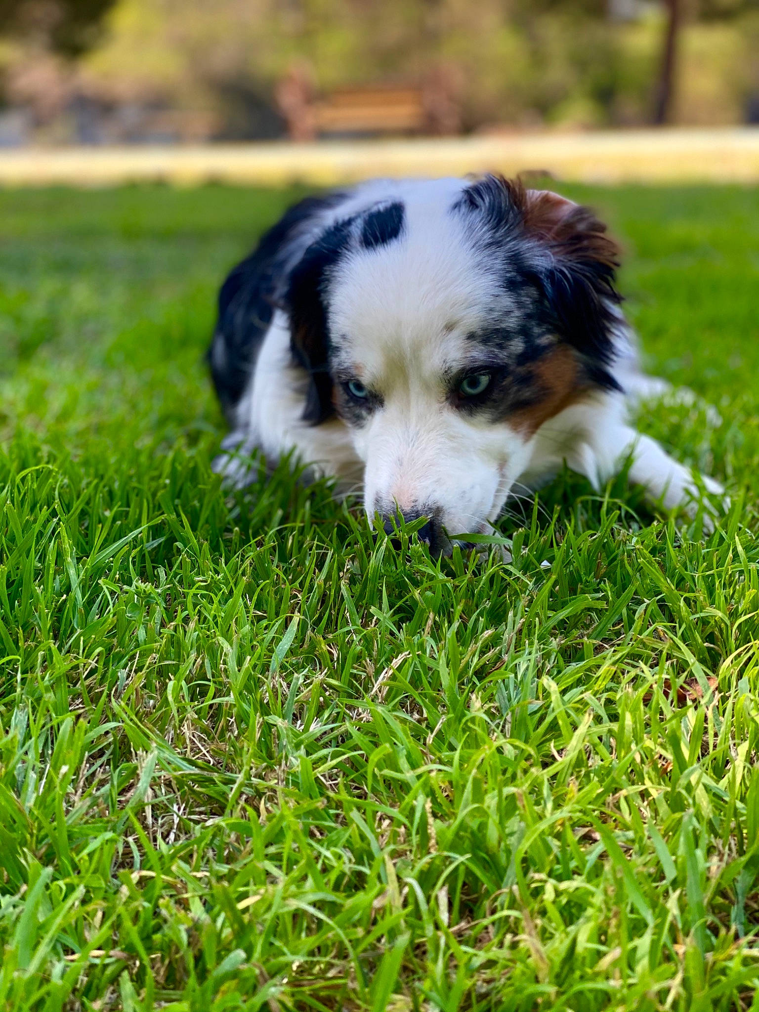 Cruze joined the competition — help win amazing prizes! australian_shepherd, canidae, carnivore, companion_dog, dog, dog_breed, grass, grass_family, grassland, groundcover, herding_dog, lawn, people_in_nature, plant, snout, sporting_group, terrestrial_animal, toy_dog, working_animal, working_dog