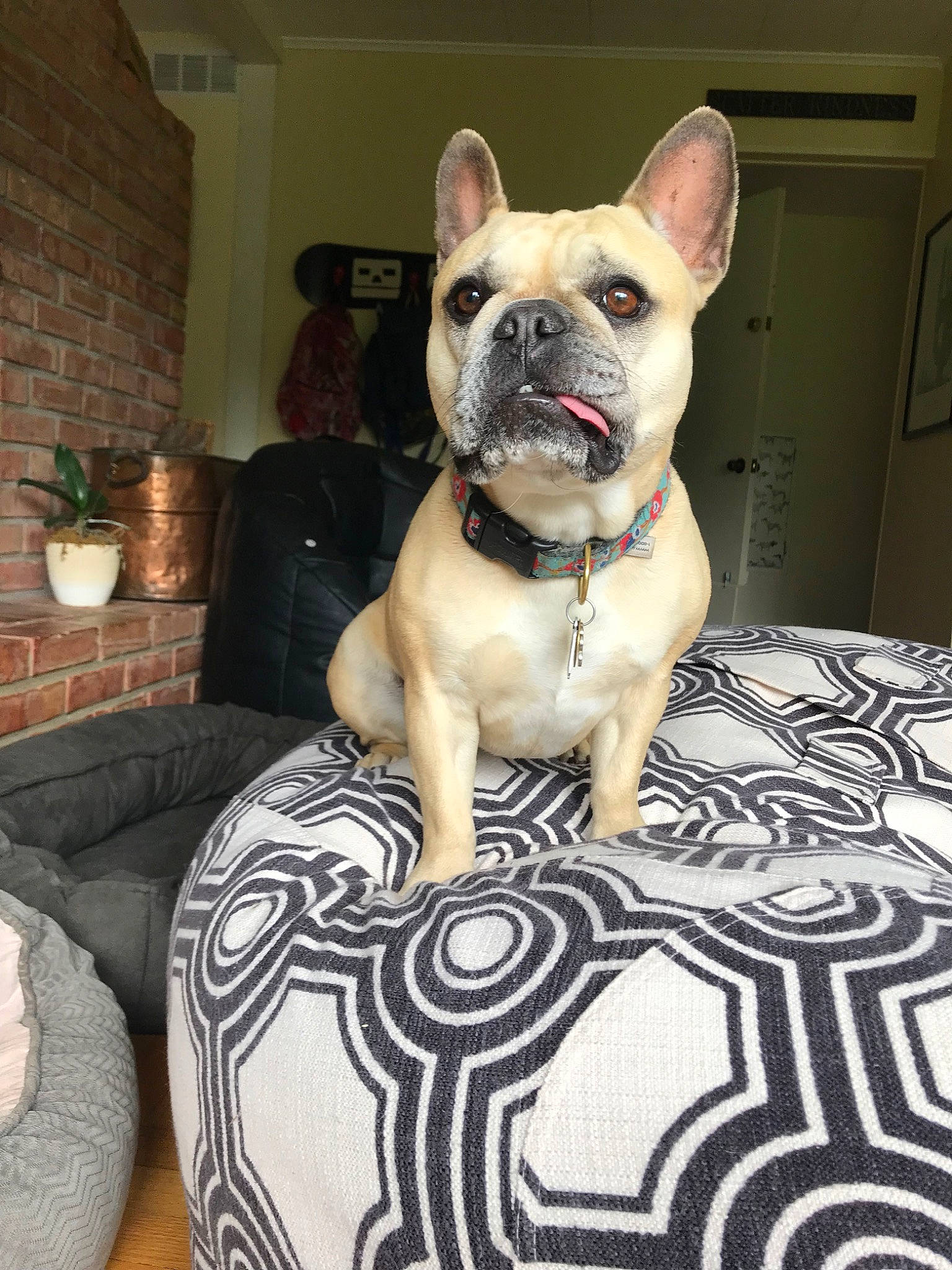 Mimi is registered to the contest to win money with this photo: ancient_dog_breeds, bulldog, canidae, carnivore, companion_dog, dog, dog_breed, fawn, french_bulldog, mammal, non_sporting_group, snout, toy_bulldog, vertebrate