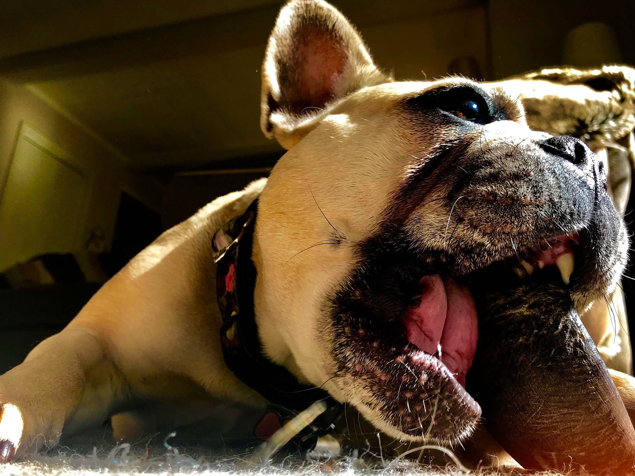 Mimi joined the competition — help win amazing prizes! american_bulldog, australian_bulldog, british_bulldogs, bulldog, canidae, carnivore, companion_dog, dog, dog_breed, fawn, french_bulldog, mammal, non_sporting_group, nose, old_english_bulldog, olde_english_bulldogge, snout, toy_bulldog, valley_bulldog, vertebrate