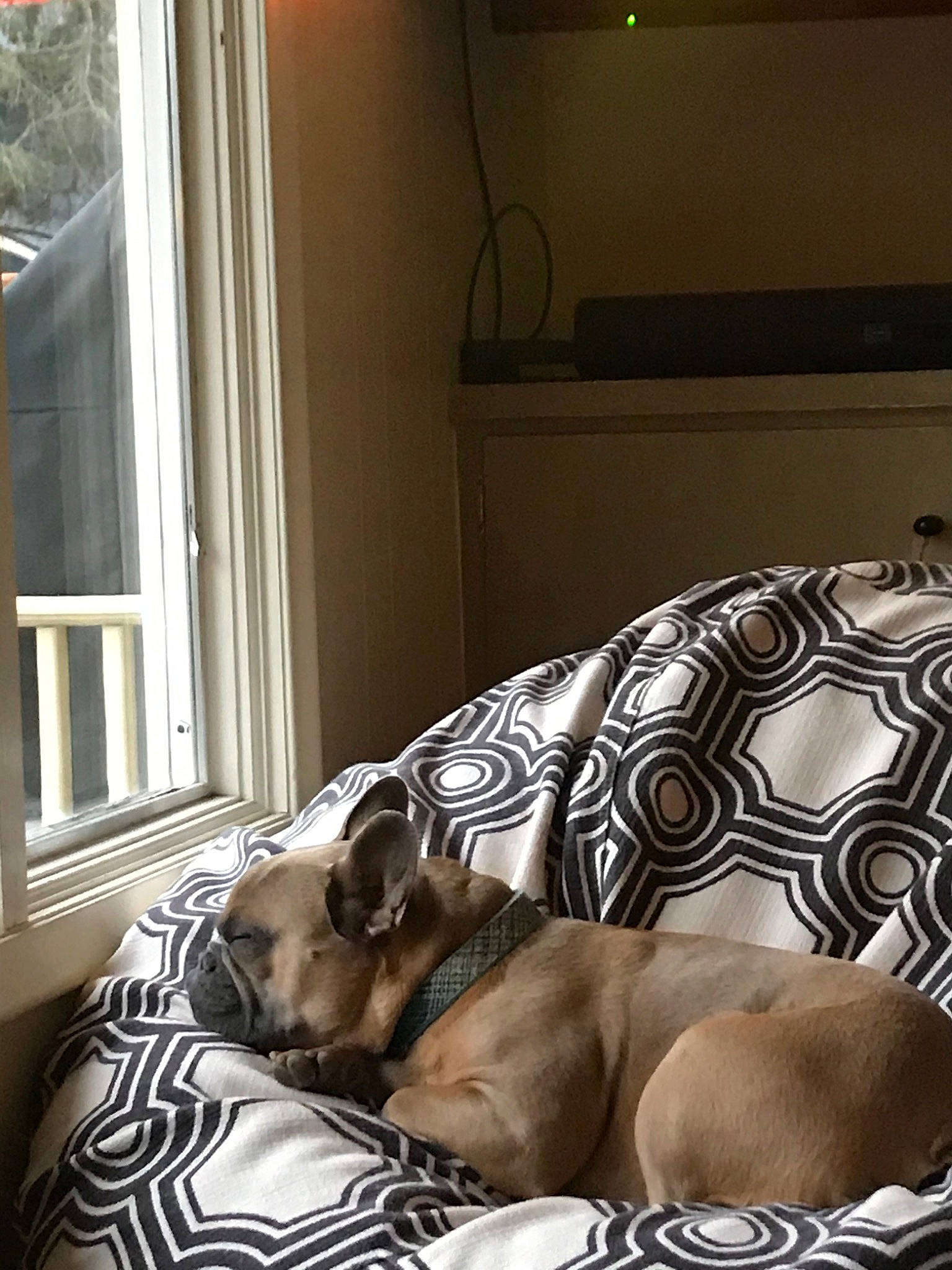 Remy joined the competition — help win amazing prizes! bed, bed_sheet, bedding, bedroom, canidae, carnivore, comfort, couch, dog, dog_bed, dog_breed, fawn, french_bulldog, furniture, interior_design, nap, puppy, rhodesian_ridgeback, room, sporting_group