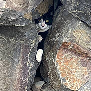 Lucy joined the competition — help win amazing prizes! cat, tuxedo_cat, rocks, crevice, nature, curious, peeking, wildlife, outdoor, animal, paw, black_and_white, feline, cliff, stone, hidden, adventure, close_up, texture, eyes