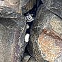 cat, tuxedo_cat, rocks, crevice, nature, curious, peeking, wildlife, outdoor, animal, paw, black_and_white, feline, cliff, stone, hidden, adventure, close_up, texture, eyes