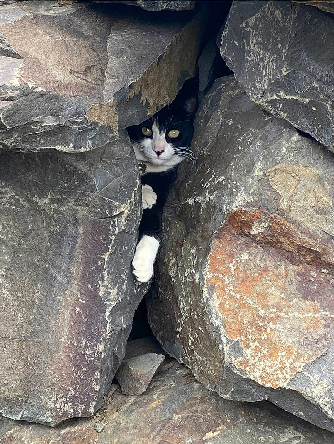 Lucy joined the competition — help win amazing prizes! cat, tuxedo_cat, rocks, crevice, nature, curious, peeking, wildlife, outdoor, animal, paw, black_and_white, feline, cliff, stone, hidden, adventure, close_up, texture, eyes