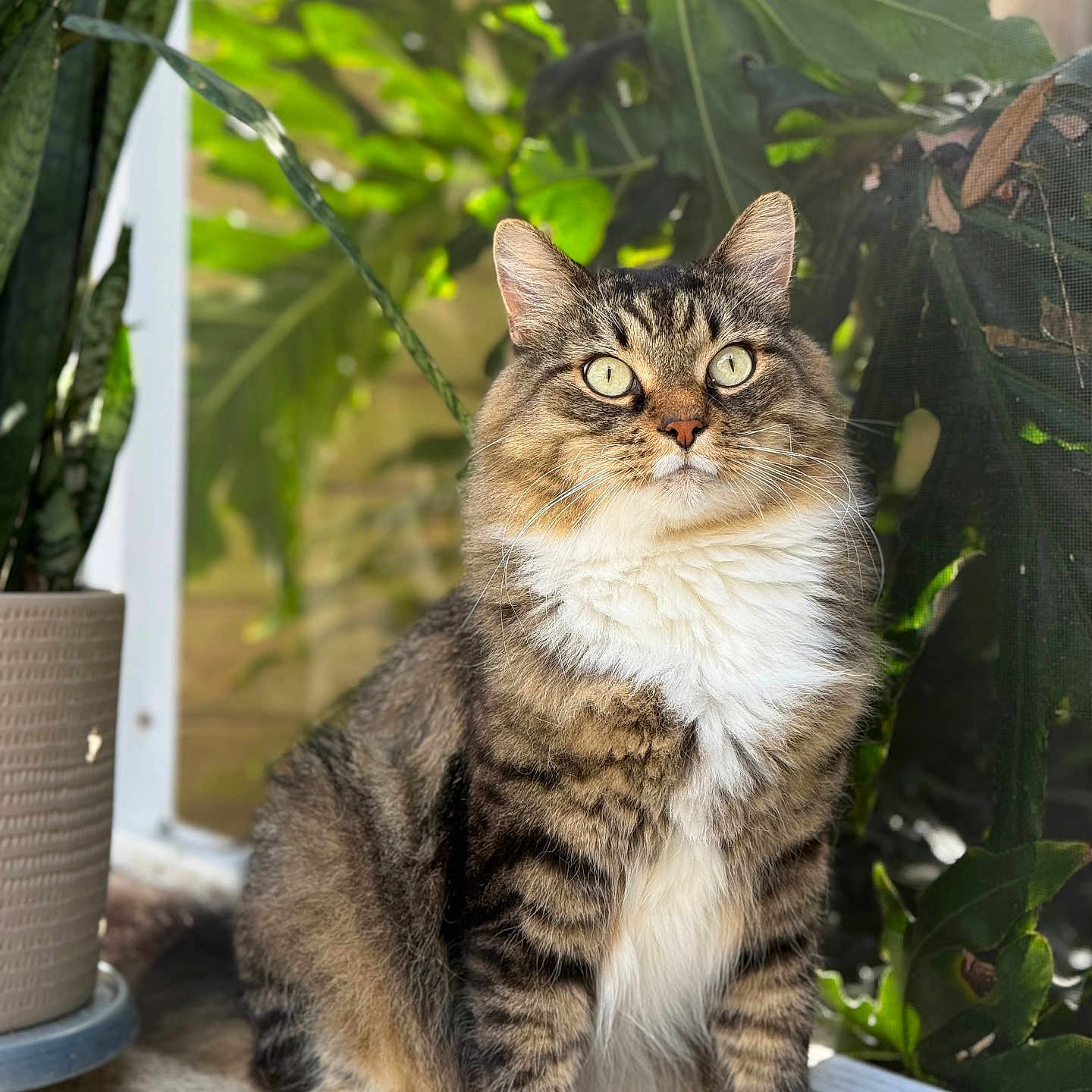 Fluffy is registered to the contest to win money with this photo: animal, cat, closeup, curious, domestic_cat, fluffy, fur, green_eyes, indoor, leaf, natural_light, pet, plant, portrait, potted_plant, sitting, tabby, whiskers, white_paws, window