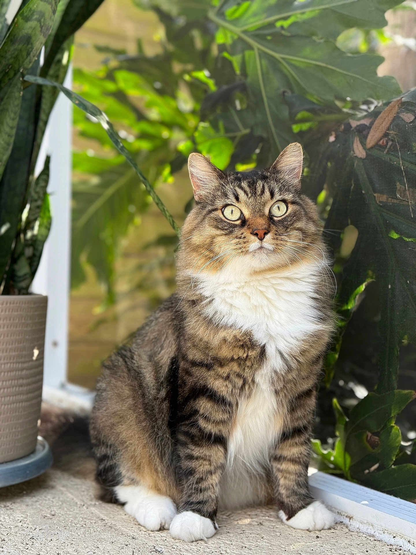 Fluffy is registered to the contest to win money with this photo: cat, tabby, fluffy, green_eyes, white_paws, indoor, plant, potted_plant, window, natural_light, fur, pet, animal, sitting, whiskers, closeup, domestic_cat, curious, portrait, leaf