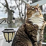 Fluffy joined the competition — help win amazing prizes! cat, tabby, fluffy, white_chest, outdoor, lantern, trees, blurred_background, sitting, feline, pet, animal, fur, whiskers, ears, paws, looking_up, nature, calm, portrait