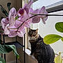 Fluffy is registered to the contest to win money with this photo: cat, tabby_cat, window, windowsill, orchid, pink_flower, houseplant, green_leaves, indoor, pet, fur, animal, sitting, natural_light, plant_pot, leaf, flora, domestic_cat, curious, feline