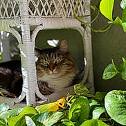 Fluffy joined the competition — help win amazing prizes! cat, tabby, wicker_chair, green_leaves, plant, sunlight, shadow, pet, feline, indoor, relaxing, cozy, nature, wood, texture, closeup, animal, resting, leaf, domestic