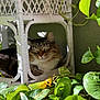 cat, tabby, wicker_chair, green_leaves, plant, sunlight, shadow, pet, feline, indoor, relaxing, cozy, nature, wood, texture, closeup, animal, resting, leaf, domestic
