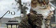 Fluffy joined the competition — help win amazing prizes! cat, tabby, outdoor, lantern, step_stool, fur, whiskers, green_eyes, sitting, portrait, fence, tree, daylight, paws, pet, animal, domestic, looking_away, close_up, soft_focus