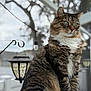 cat, tabby, outdoor, lantern, step_stool, fur, whiskers, green_eyes, sitting, portrait, fence, tree, daylight, paws, pet, animal, domestic, looking_away, close_up, soft_focus