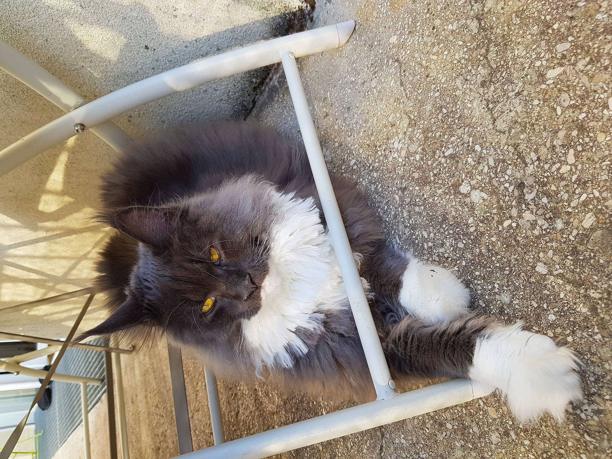 Poupouille participe au concours pour gagner de l'argent avec cette photo : asian_semi_longhair, british_longhair, british_semi_longhair, carnivore, cat, domestic_long_haired_cat, eye, fawn, felidae, fur, norwegian_forest_cat, persian, polydactyl_cat, small_to_medium_sized_cats, tail, whiskers