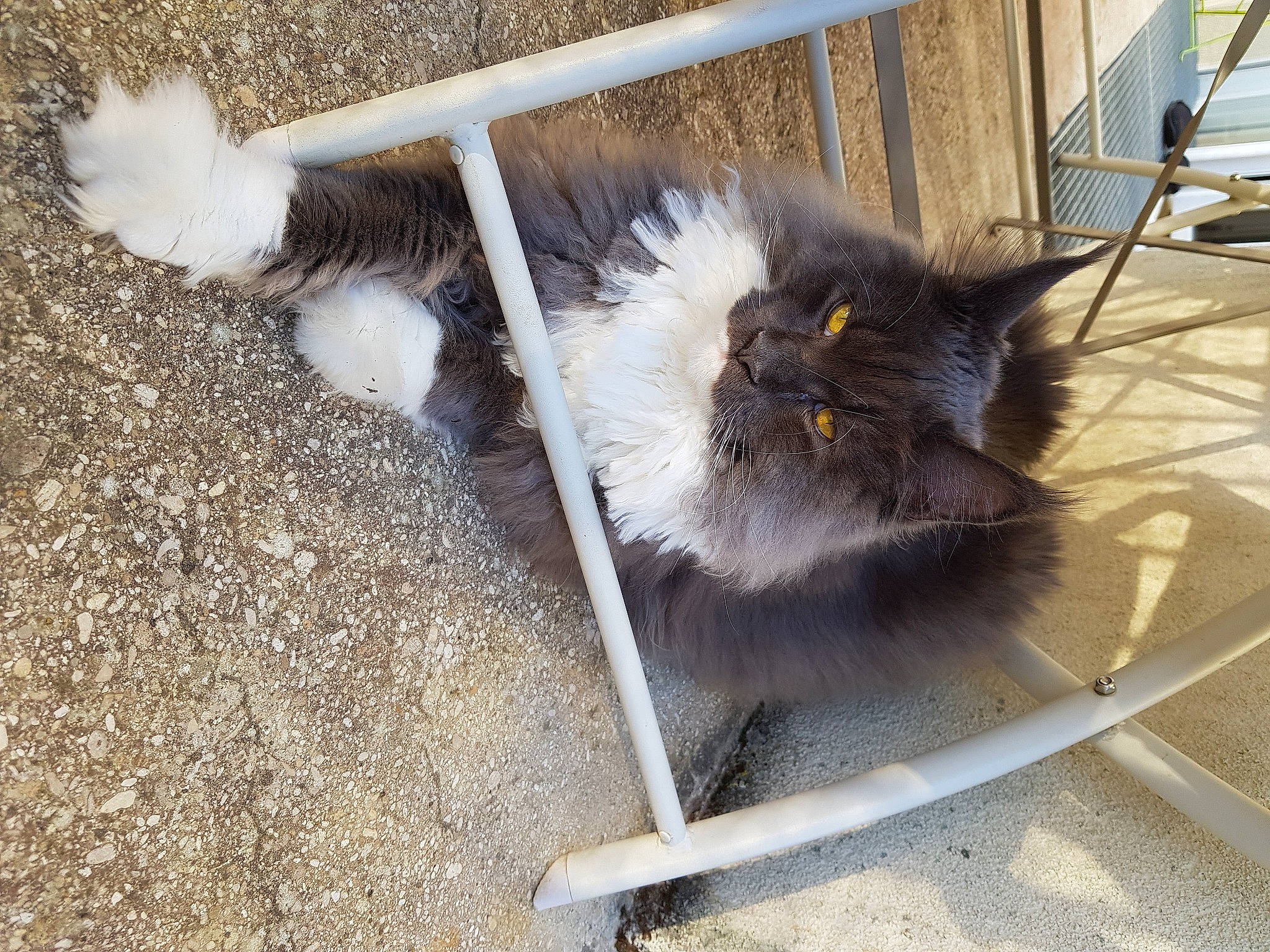 Poupouille participe au concours pour gagner de l'argent avec cette photo : british_longhair, british_semi_longhair, carnivore, cat, domestic_long_haired_cat, felidae, fur, norwegian_forest_cat, persian, ragamuffin, small_to_medium_sized_cats, tail, whiskers