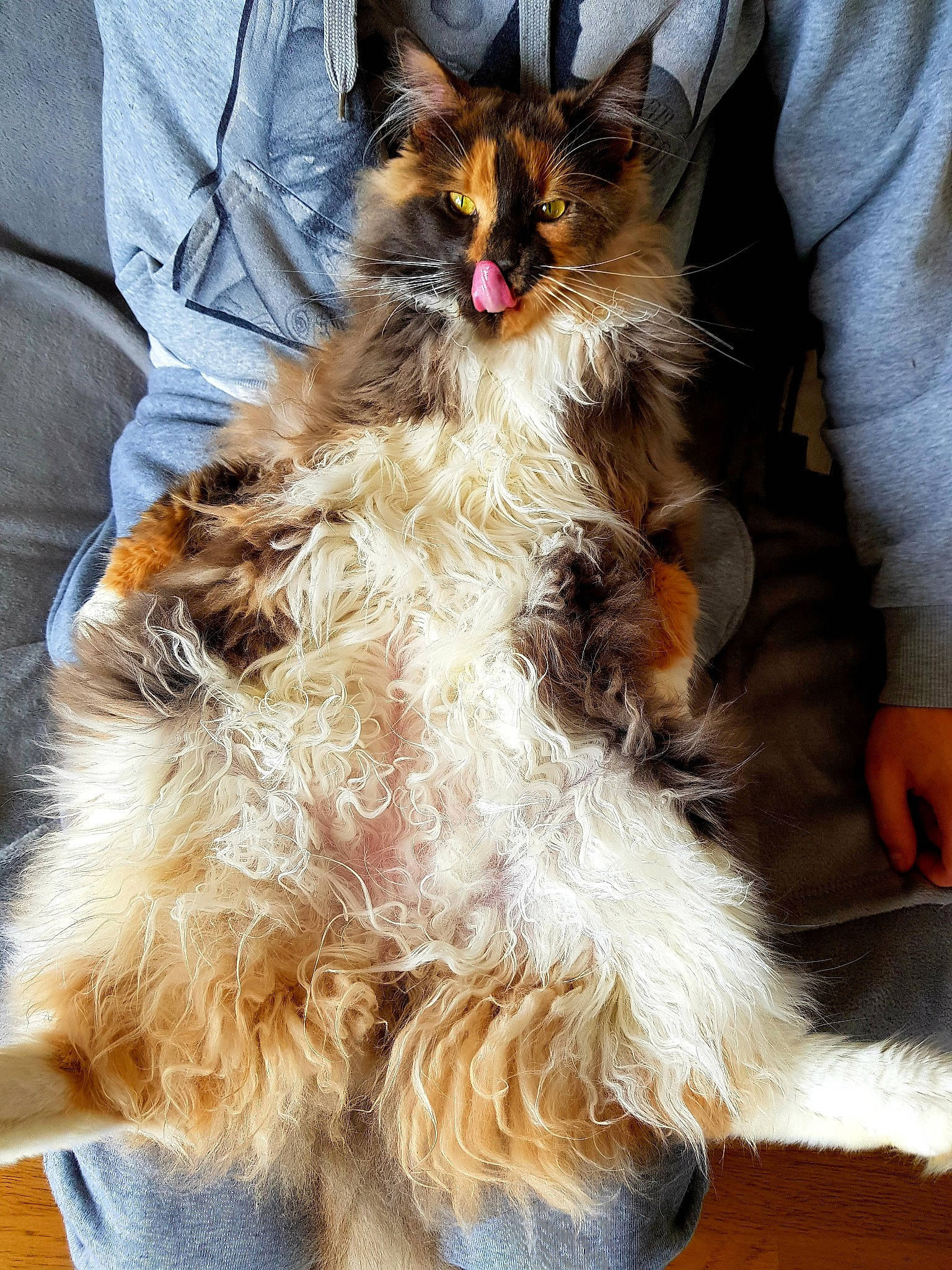 Poupy participe au concours pour gagner de l'argent avec cette photo : canidae, carnivore, cat, dog, dog_breed, fawn, felidae, fur, laperm, maine_coon, papillon, puppy, sitting, small_to_medium_sized_cats, sporting_group, terrier, whiskers